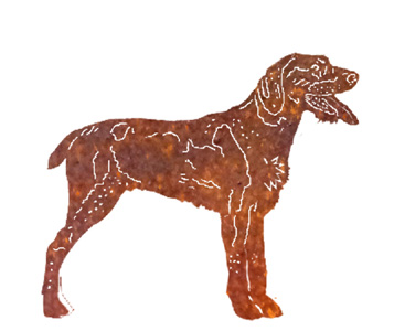 Jagdhund Feldjäger Drahthaar