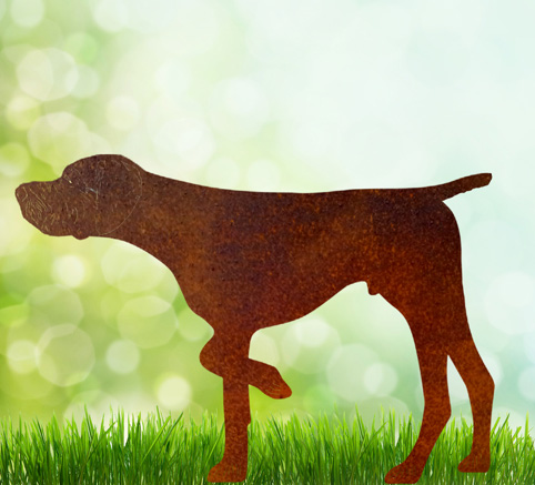 10fa20c15694e15ef6f3989feec3c2f0 Vorstehhund " Don "